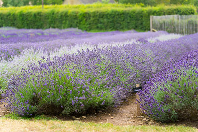 Purple flowering plants on field