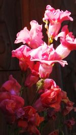 Close-up of pink rose