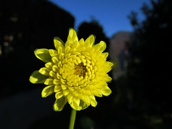 Close-up of yellow flower blooming