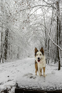 Dog running on snow covered field