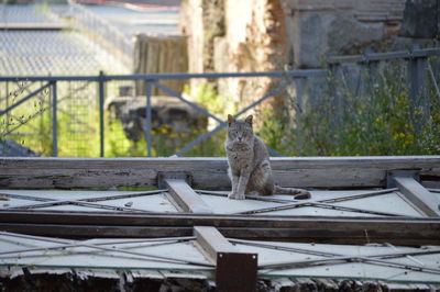 Cat sitting on wood