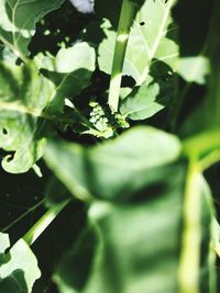 Close-up of fresh green plant