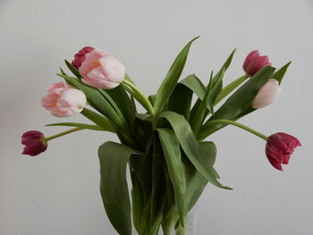 Close-up of pink tulip flowers in vase