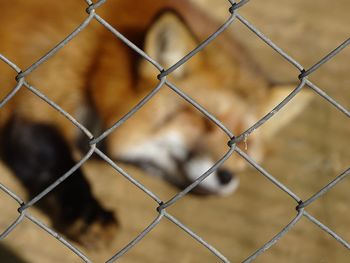 Close-up of chainlink fence