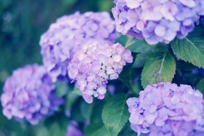 Close-up of purple hydrangea flowers
