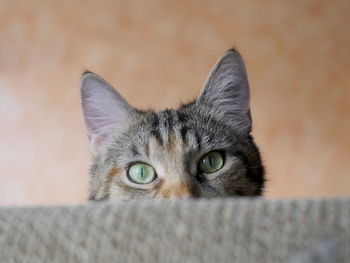 Portrait of tabby cat hiding against wall