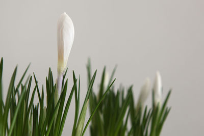 Close-up of crocus against blurred background