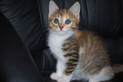 Portrait of kitten sitting on sofa