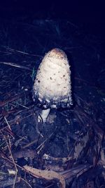 Close-up of mushroom on field in forest