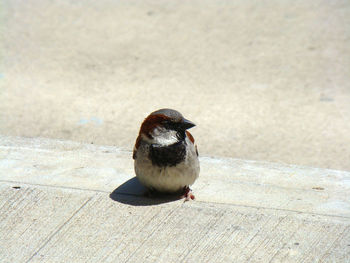 High angle view of sparrow perching on concrete footpath