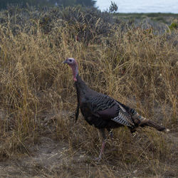 Side view of a bird on land