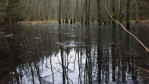 Scenic view of lake in forest