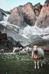 View of sheep on mountain