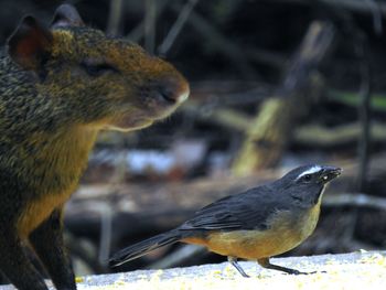 Close-up of bird perching outdoors