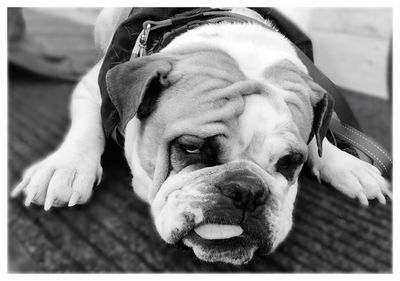 Close-up portrait of dog