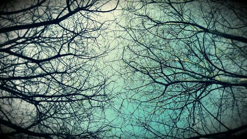 Low angle view of bare trees against sky