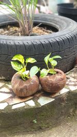 Close-up of vegetables on field