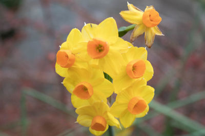 Close-up of yellow flowers blooming outdoors