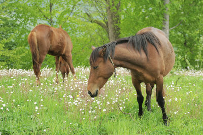 Horses in a field