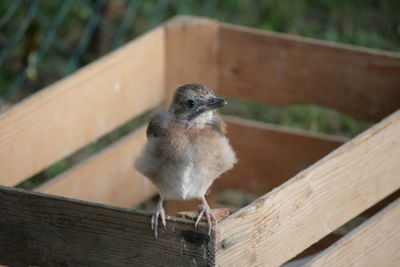 Close-up of bird perching on wooden fence