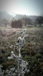 Plants growing on field