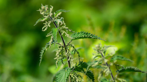 Close-up of plant against blurred background