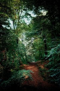 Trees growing in forest