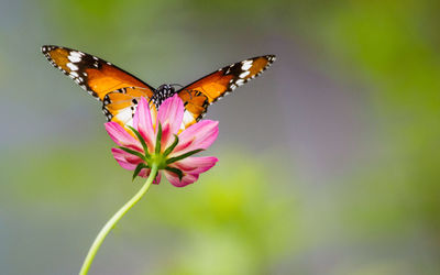 Close-up of butterfly pollinating on flower