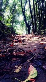 Fallen leaves on tree trunk in forest