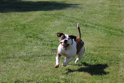 Dog running in field