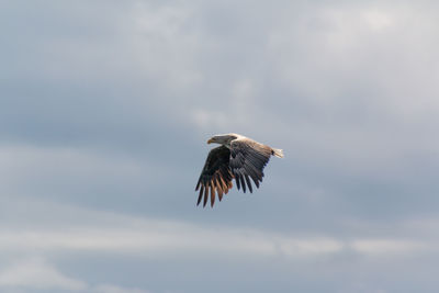 Low angle view of eagle flying against sky