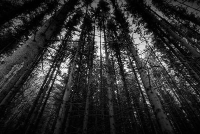 Low angle view of trees in forest against sky