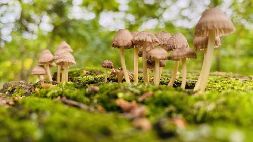 Close-up of mushrooms growing on field