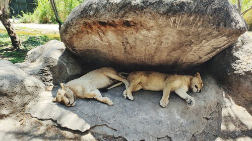 Two dogs sleeping on rock