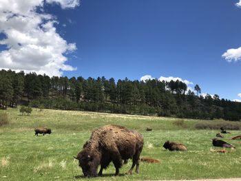 Bison grazing in scenic field