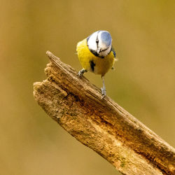 Close-up of bird perching on a tree