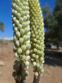 Close-up of plant against blurred background