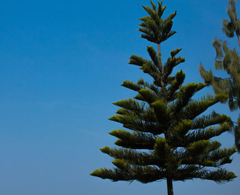 Low angle view of palm tree against clear blue sky