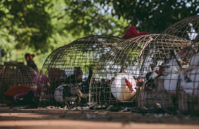 The atmosphere of the market for selling ducks for cooking.