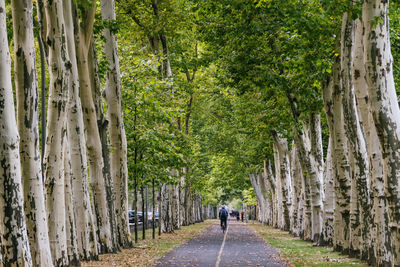 Rear view of person walking on footpath amidst trees