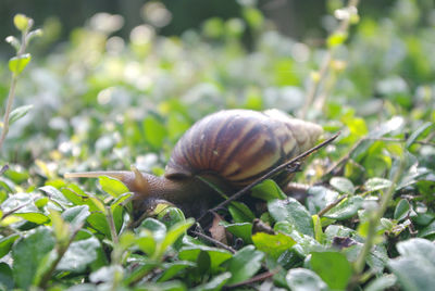 Close-up of snail on plant