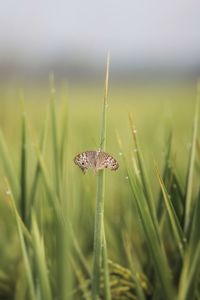 Close-up of insect on grass