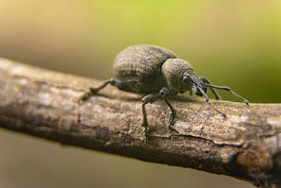 Macro photography of bug on tree