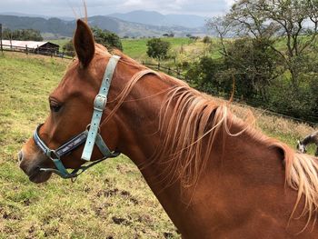 Horse in ranch