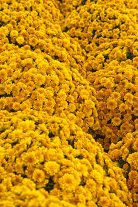 Full frame shot of yellow flowering plants