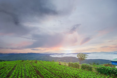 Scenic view of agricultural field against sky