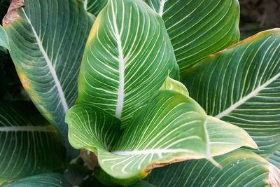 Close-up of green leaves