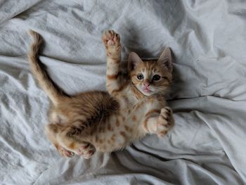 High angle view of kitten relaxing on bed