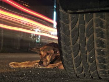 Dog relaxing on road at night