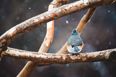 Close-up of bird perching on branch